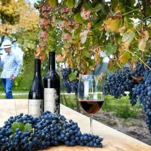 Tarjeta de regalo para Ruta del vino en Tequisquiapan