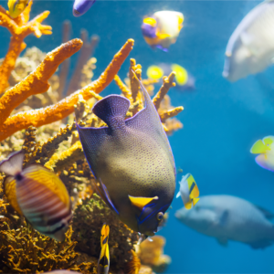 Tarjeta de regalo para La Paz o La Ventana:<br>Safari Oceánico